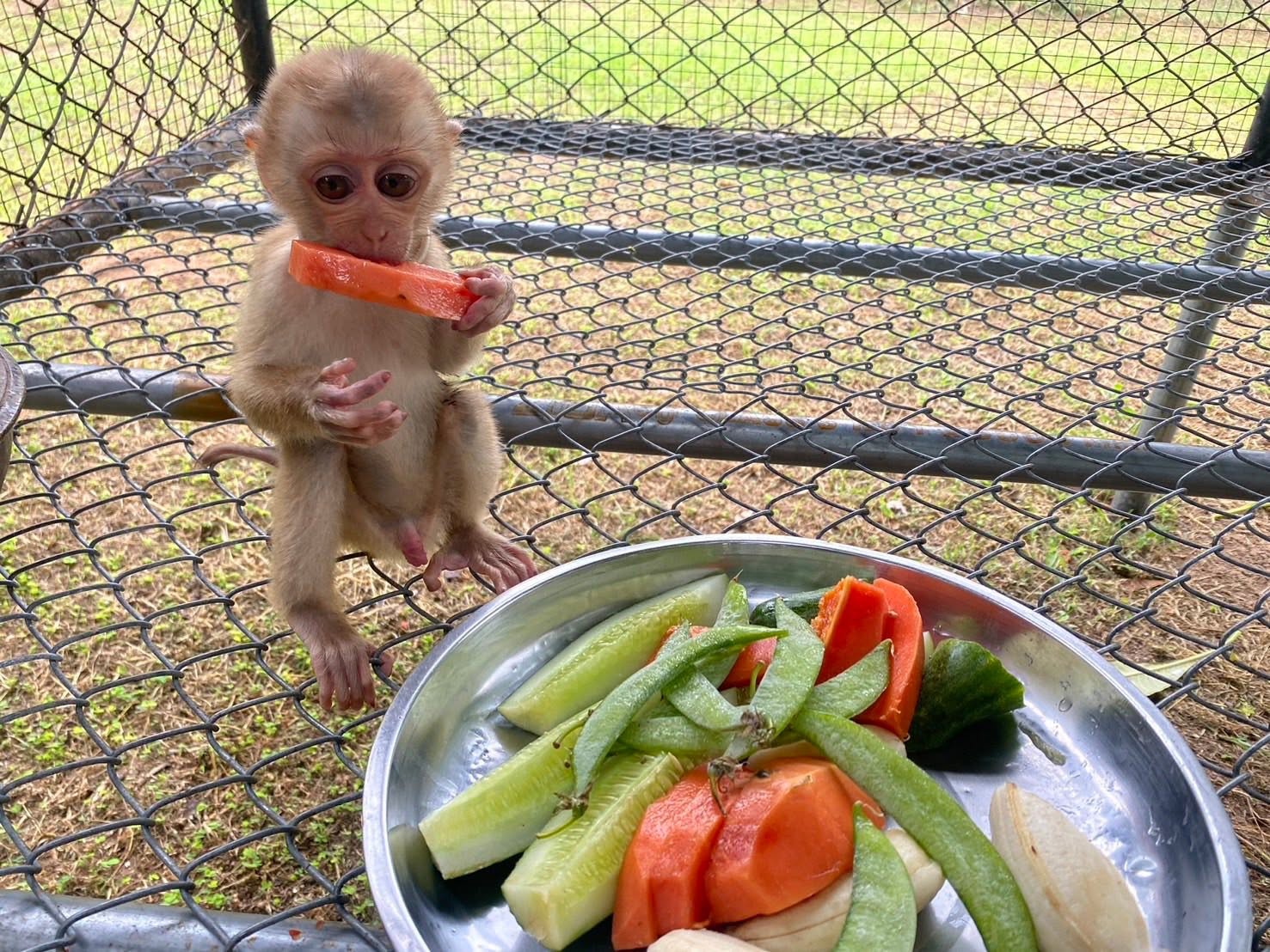 ลิงกัง (Pig-tailed Macaque)
