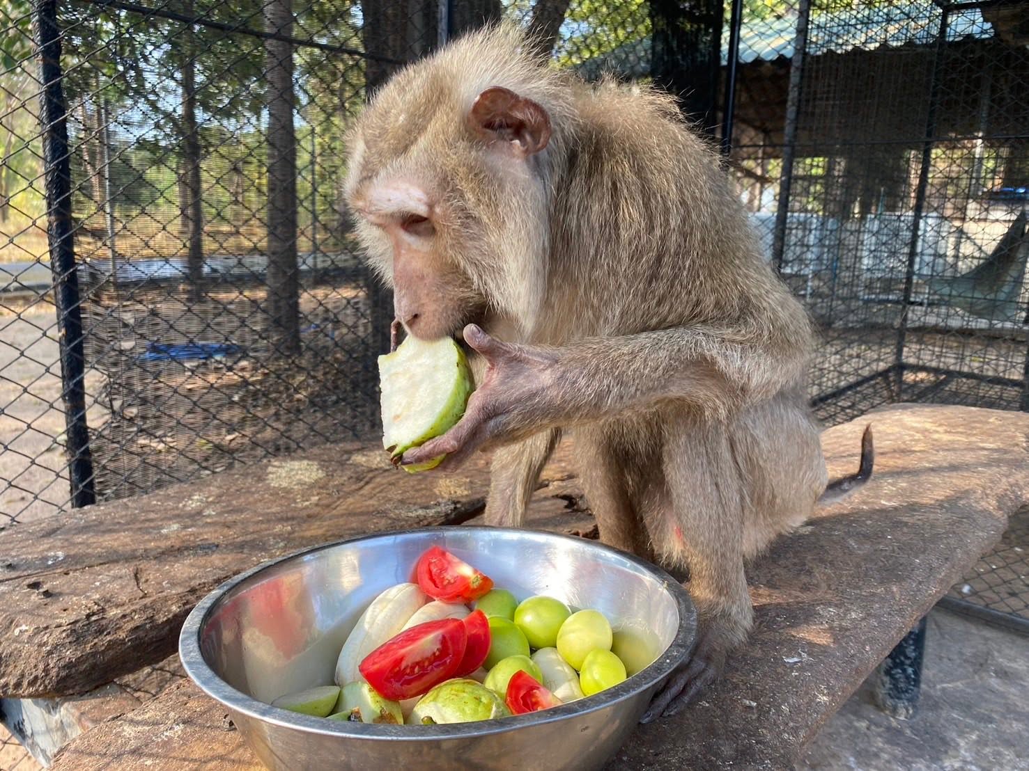 Pig-tailed eating fruit