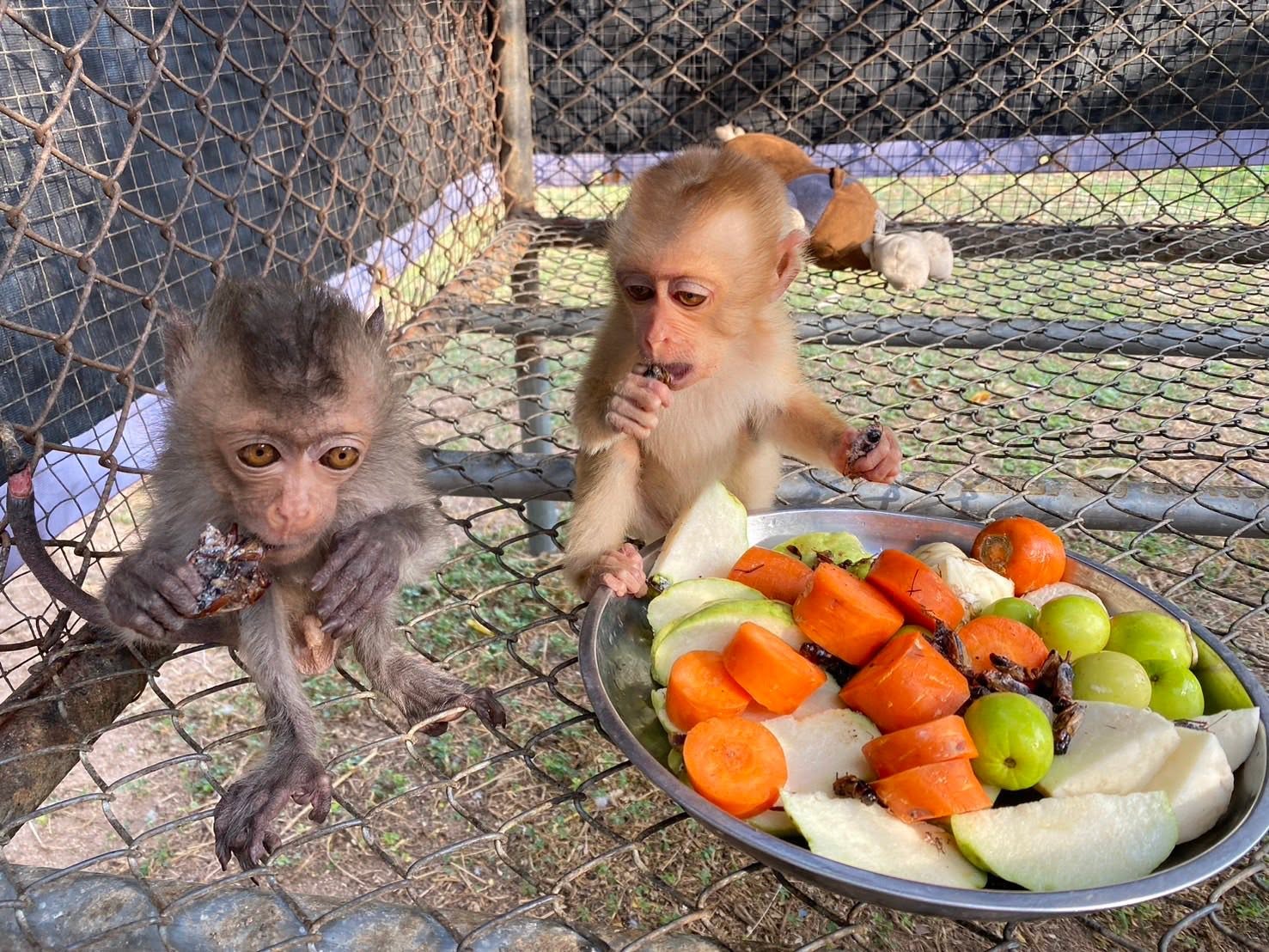 2 pig-tailed monkeys eating