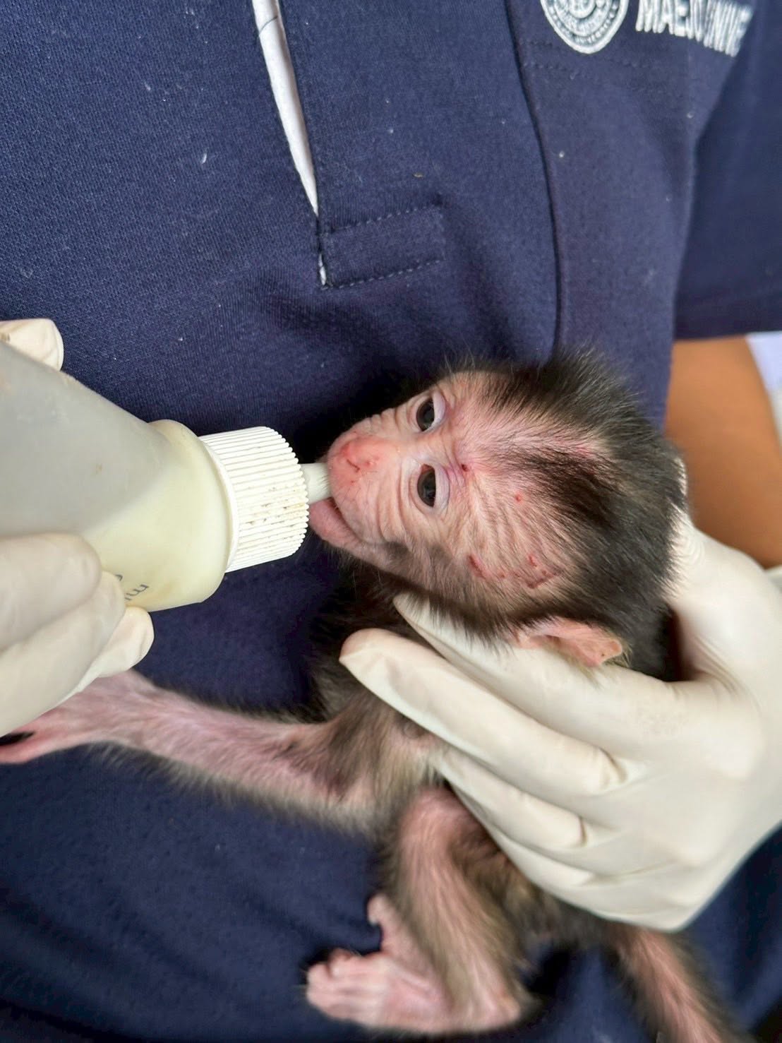 Bottle Feeding a baby pig-tailed monkey