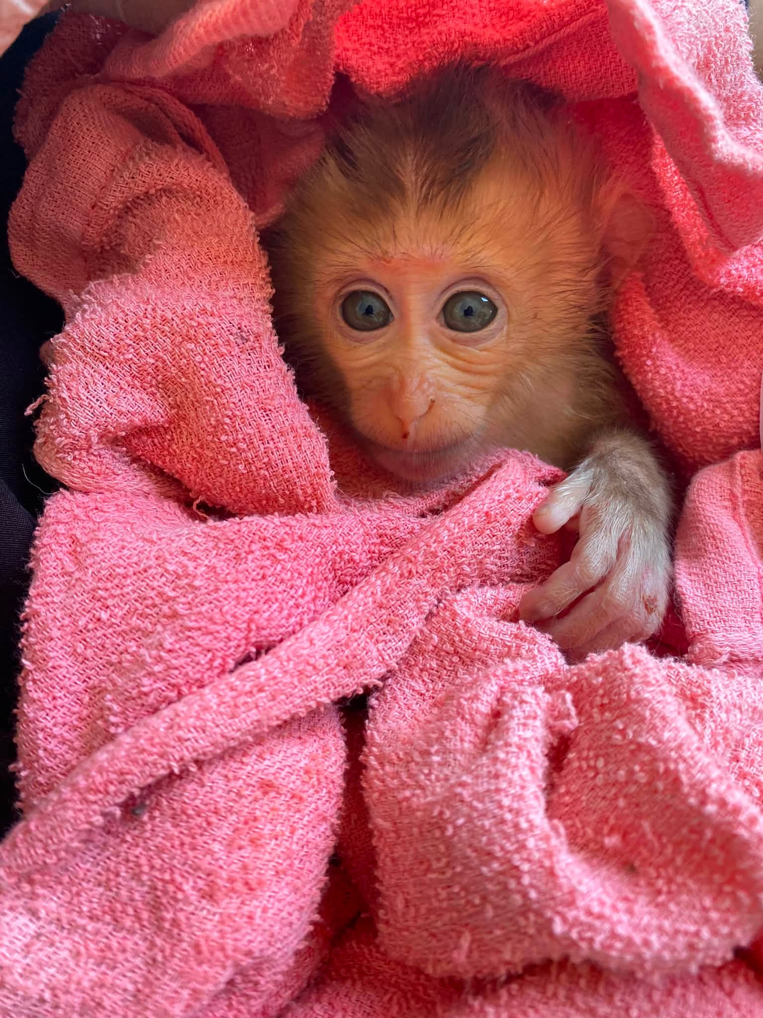 A baby pig-tailed in a blanket