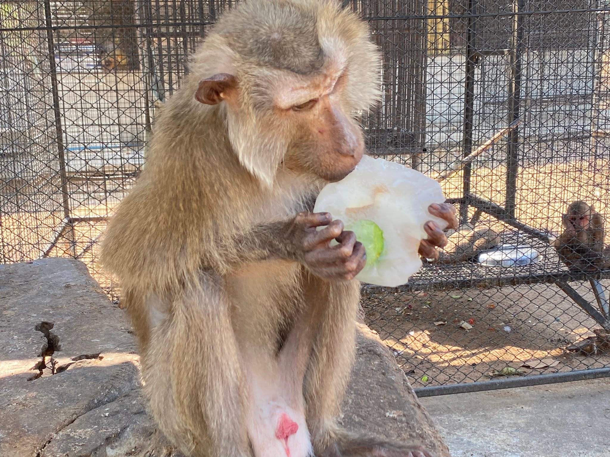 Pig-tailed Macaque Adult
